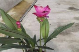 蓝色铃兰花语