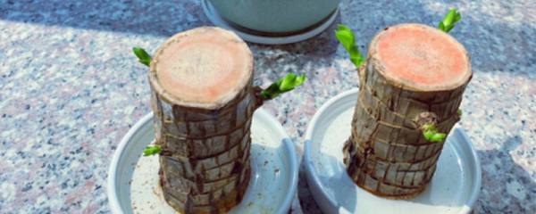 孔雀竹芋怎么养殖方法，控温18～25℃并半阴养护