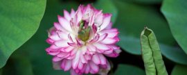 苍兰花语及寓意