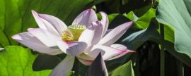 满天星所有颜色的花语