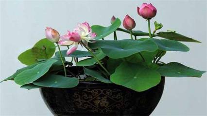 冬天草莓多久浇一次水