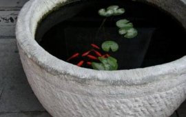 蟹爪兰叶子蔫了如何救，五个方法让蟹爪兰恢复活力