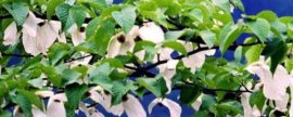 茉莉花和栀子花有什么区别