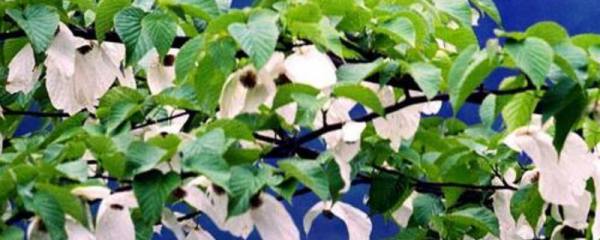 茉莉花和栀子花有什么区别