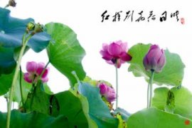 水培竹子怎么养才能更旺盛