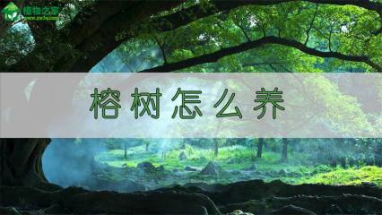 勿忘我怎么养