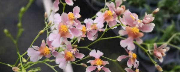 孔雀竹芋有毒吗：无毒,可净化空气