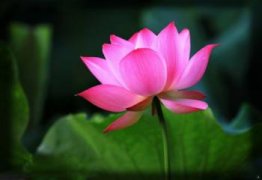 文心兰水培方法和管理