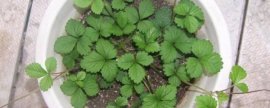 草莓苗种植注意事项
