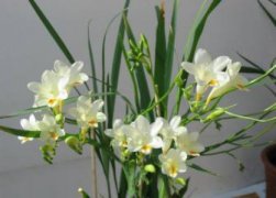 小苍兰花语：清香,幸福,清新舒畅