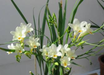 小苍兰花语：清香,幸福,清新舒畅
