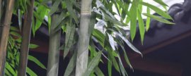 球根鸢尾栽培有哪些要点