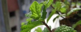 茉莉花寓意和象征意义