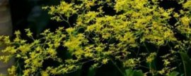 九重葛花语：热情,坚韧不拔,顽强奋进