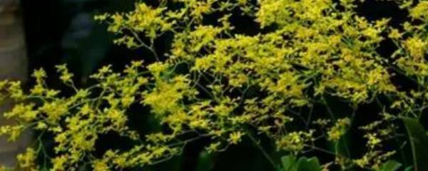 九重葛花语：热情,坚韧不拔,顽强奋进