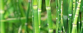 树马齿苋冬天会冻死吗