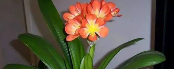 茉莉花唯美的花语