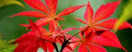 山姜花好养吗