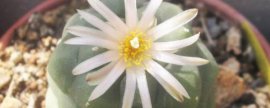 山姜花养护有哪些要点