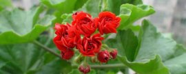铃兰花怎么养