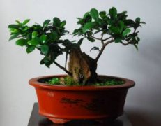 野生马齿苋能成老桩吗