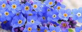 茉莉鲜花怎么醒花