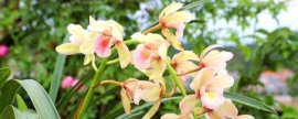 北方黄豆适合哪个季节种植？