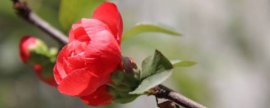 牵牛花是什么花