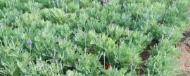 松果菊种子种植方法，3大步骤让松果菊种子快速发芽