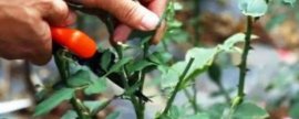 牵牛花是怎样向上爬的