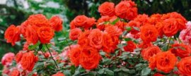 猪笼草的花语，代表着无欲无求无忧无虑