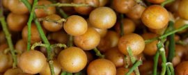 茉莉花可以吃吗
