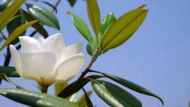 文殊兰的花语象征及代表意义，与君同行/文殊菩萨智慧化身