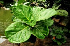 猪笼草种子：种子介绍|种植方法