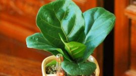 月月桂花养殖方法