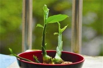 长寿菜是什么菜，马齿菜可增强免疫清热解毒