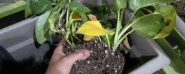 草莓可以水培种植吗