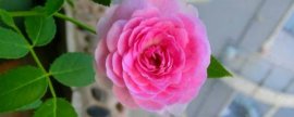 盆栽桂花干叶子怎么办