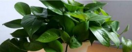 芭蕉树在冬天为什么要砍了