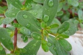 大飞燕鲜切花养护方法