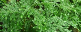 盆栽桂花冬天怎么养，6大要点让桂花安然过冬