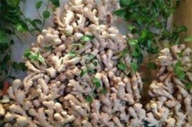 天竺葵叶子发红怎么办：叶子变红主要是天气冷的关系，属于正