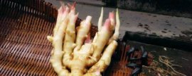巴西木开花是什么兆头