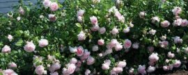 芭蕉叶寓意