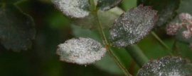 赵文卓李湘:一方有土一方有金、花种菜泳池豪气
