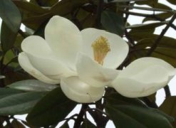 怎样科学养护飞燕草