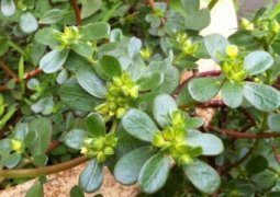 孕妇能吃芭蕉吗：未熟透或催熟的不吃,空腹不吃