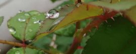 马缨开花是什么季节