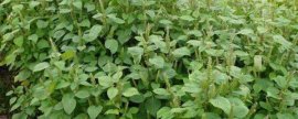芭蕉怎样过冬