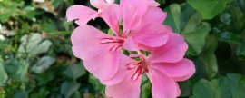 山茶花叶子变褐色干枯脱落原因